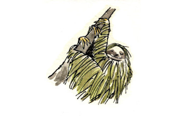 Barrière Anne